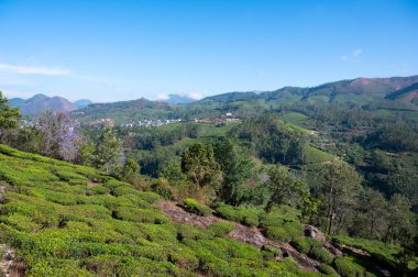 Munnar çayları, Hindistan 'daki tarlalar, Kerala' daki tarlalar, Nilgiri tepeleri, Kamelya Sansis tarımı.