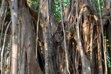 Ficus benghalensis, banyan inciri, Hindistan 'daki mangrovlar, tropik yeşil ağaç, büyük tepe örtüsü örtüsü, hava kökleri, muson ve yağmur ormanları.