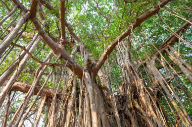 Ficus benghalensis, banyan inciri, Hindistan 'daki mangrovlar, tropik yeşil ağaç, büyük tepe örtüsü örtüsü, hava kökleri, muson ve yağmur ormanları.