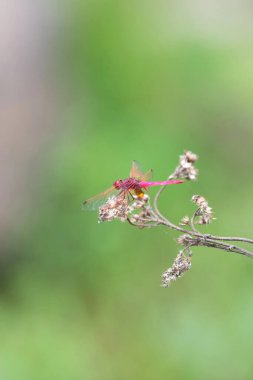 Trithemis annulata, menekşe damlalı dart, mor kızartılmış erik renkli yusufçuk, Hindistandaki erkek böcek