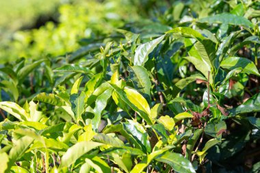 Munnar, Güney Hindistan 'da çay tarlası, Kerala' da bitkiler, tarım ve hasat.