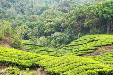 Munnar çayları, Hindistan 'daki tarlalar, Kerala' daki tarlalar, Nilgiri tepeleri, Kamelya Sansis tarımı.