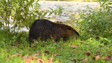 Çayırdaki Nutria nehir faresi, vahşi yaşam hayvanları, doğal sulak alanlar, coypu otobur