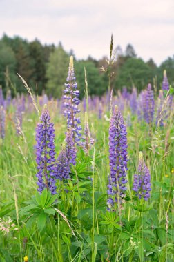 Almanya 'da bir çayırda vahşi lupinler, yazın mor renkli çiçekler, lupin tarlaları çiçek açıyor. 
