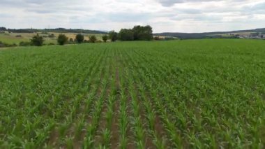 Mısır tarlaları, ekilmiş mısır koçanları, yazın hasat, tarım bitkileri, kırsalda tarım arazileri. 