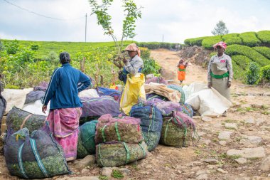 Hindistan, Munnar 'daki tarlada yaprak toplayan çay toplayıcıları ya da toplayıcılar, Kerala' da bitkilerle dolu çuvallar, tarım işçisi, 22.03.2025
