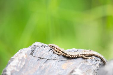 Tahta taşın üzerindeki ortak duvar kertenkelesi, Podarci duvar resmi, Kuzey Avrupa ve Kuzey Amerika 'da yaşayan sürüngen, vahşi yaşam Moselle vadisi