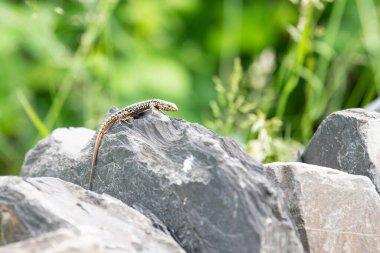 Tahta taşın üzerindeki ortak duvar kertenkelesi, Podarci duvar resmi, Kuzey Avrupa ve Kuzey Amerika 'da yaşayan sürüngen, vahşi yaşam Moselle vadisi