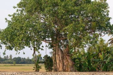 Ficus benghalensis, banyan inciri, Hindistan 'daki mangrovlar, tropik yeşil ağaç, büyük tepe örtüsü örtüsü, hava kökleri, muson ve yağmur ormanları.