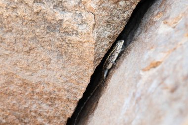 Goa, Hindistan ormanlarında kayak ya da mabuya multifasciata kertenkelesi, bir kayanın üzerinde sürüngen güneşlenmesi, tropik bir hayvan.