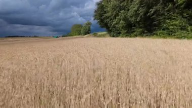Almanya 'da ekili buğday tarlası, yazın hasat, yiyecek için tarım, kırsal alanda tarım, hava manzarası.