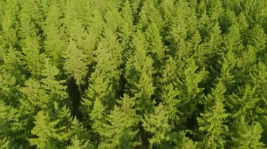 Orman havası, kozalaklı ağaçlar, ekosistem ve çevre, Almanya 'da ağaçlık, ılıman iklim bölgesi