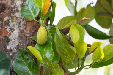Ağaçta yetişen yeşil kiraz ya da nangka Hindistan 'da tropikal meyve, gıda ekimi ve hasat, Alleppey' de bahçe.
