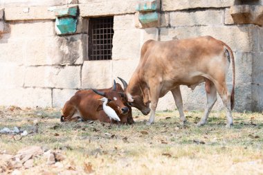 Kutsal inek ve sığır balıkçıl arasında Hampi, Hindistan antik harabe, Hint dini ve kültür, şehir yaşam tarzı ve hayvanlar