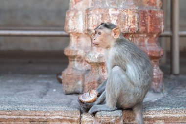 Barbar maymun, hindistan cevizi yiyen rhesus maymunu, Hampi Hindistan 'ın vahşi yaşamı, tapınakta orman ve yağmur ormanları hayvanı