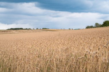Almanya 'da ekili buğday tarlası, yazın hasat, yiyecek tarımı, kırsal kesimde tarım.