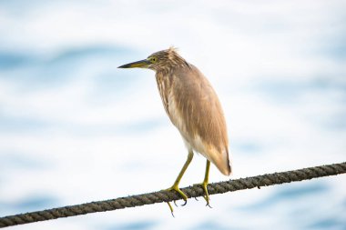 Hintli balıkçıl kuşu ya da papağan kuşu halat üzerinde oturuyor, Kochi Güney Hindistan, Asyalı Ardeola grayi