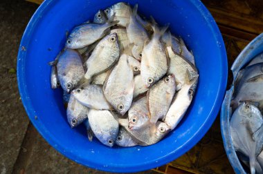 Gümüş göbekli balıklar, Kochi, Hindistan 'da taze yakalanmış deniz ürünleri pazarları, Arap Denizi' nde balıkçılık endüstrisi, mojarra, gerres subfasciatus.