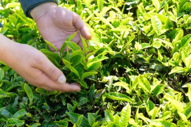 Güney Hindistan, Munnar 'da tarlada çay yaprakları hasat etmek, Kerala' da bitkilerle tarla, yapraklarla el.
