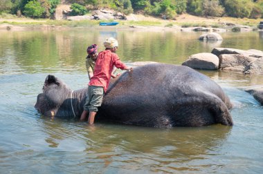 Hint fili Hampi, Karnataka 'daki Tungabhadra nehrinde banyo yapıyor. Adam hayvanı sabunla yıkıyor. 16 Mart 202.