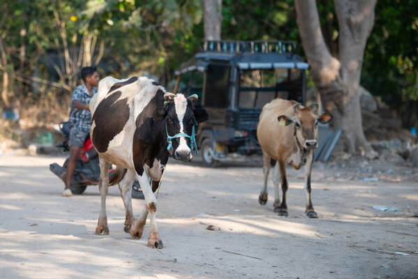 Священная корова ходьба в середине улицы в Хампи, Индия, животное, индийская религия и культура, городской образ жизни, 13 марта 2025