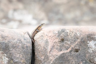 Tahta taşın üzerindeki ortak duvar kertenkelesi, Podarci duvar resmi, Kuzey Avrupa ve Kuzey Amerika 'da yaşayan sürüngen, vahşi yaşam Moselle vadisi