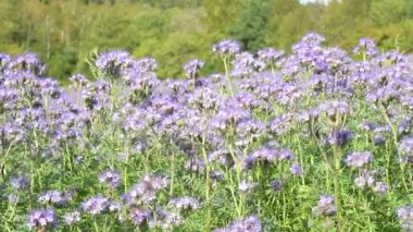 Yazın Phacelia tanacetifolia çiçeği, mavi ya da mor tansi yaprak dantelli falanca, keman boynuzlu, kır çiçekli çayır