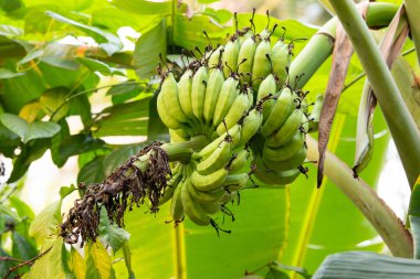 Bitki üzerinde olgunlaşmamış yeşil muz, Hindistan, Asya 'da tropikal meyve ekimi, tarım tarlaları