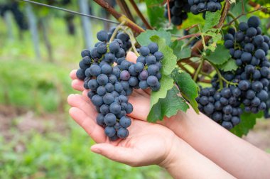 Asma üzümlerinde yetişen mavi üzüm, Trier 'de üzüm bağı, Moselle Vadisi, Almanya, Mosel Nehri' nde tarım, rineland damak tadı.