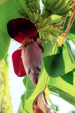 Güneş ışığında ağaçta açan muzlar..