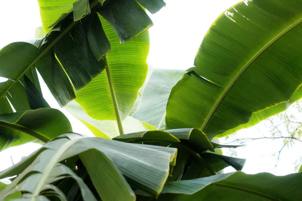Leaves Banana Tree Texture Sky Imagens Royalty-Free