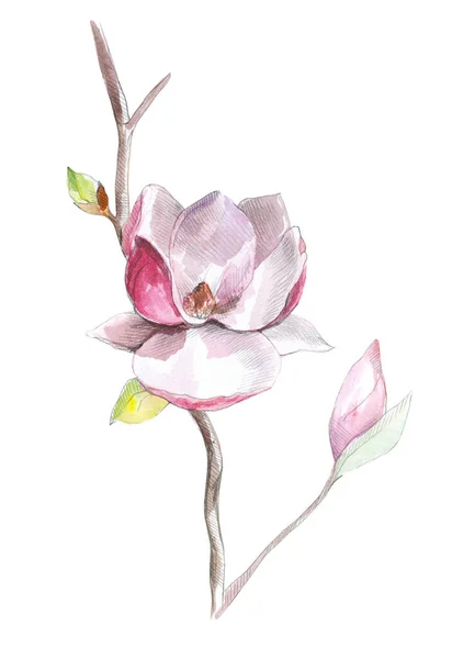 Izolovaný Květ Bílém Pozadí Akvarel Náčrt Magnólie — Stock fotografie