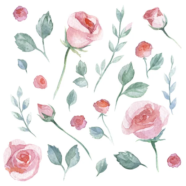Akvarell Üres Fehér Háttér Rózsa Növényi Elemek Együttese — Stock Fotó