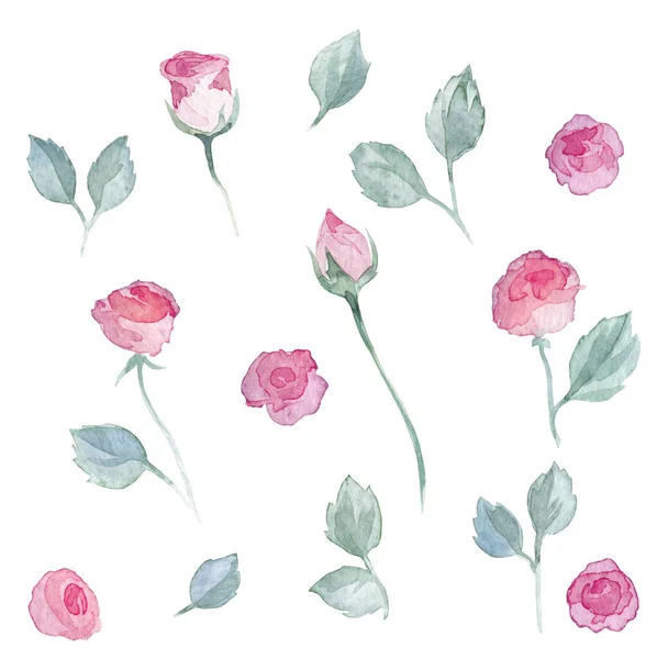 Rózsa Növényi Elemek Együttese Akvarell Üres Fehér Háttér — Stock Fotó