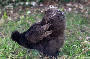 Silkies Chicken of differents colors in a garden clipart