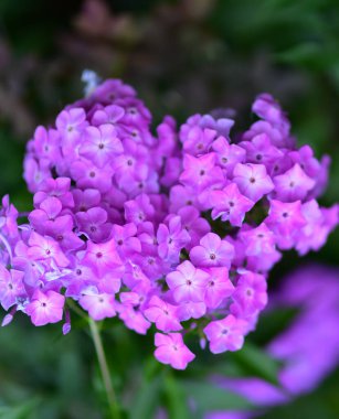 Canlı feniks çiçekleri (Phlox paniculata) bereketli bir yaz bahçesinde renk, koku ve cazibe katarak güzel bir şekilde çiçek açarlar. Kelebekleri çeker ve bahçe yataklarını aydınlatırlar. Çiftlik bahçesinin, tozlaştırıcı bitkilerin ve doğal güzelliğin temsilcisi..