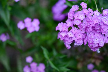 Canlı feniks çiçekleri (Phlox paniculata) bereketli bir yaz bahçesinde renk, koku ve cazibe katarak güzel bir şekilde çiçek açarlar. Kelebekleri çeker ve bahçe yataklarını aydınlatırlar. Çiftlik bahçesinin, tozlaştırıcı bitkilerin ve doğal güzelliğin temsilcisi..