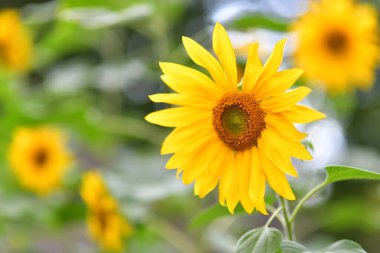 Ayçiçekleri (Helianthus annuus) bahçede gururla açar. Bu neşeli çiçekler neşeyi, sıcaklığı ve bolluğu sembolize eder, onları polen taşıyıcılar, bahçeler ve fotoğrafçılar için favori kılar. Doğal yaşam ve çiçekli güzellik..
