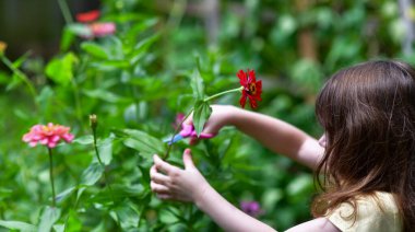 Genç bir kız bahçesinde çiçek açan bir zinya çiçeğini nazikçe kesiyor ve elleriyle doğa aktivitesinin tadını çıkarıyor. Tatlı ve basit bir çocukluk anı, açık havada öğrenme ve çiçekleri takdir etme. Evde eğitim, bahçıvanlık ve yavaş yaşam temaları.