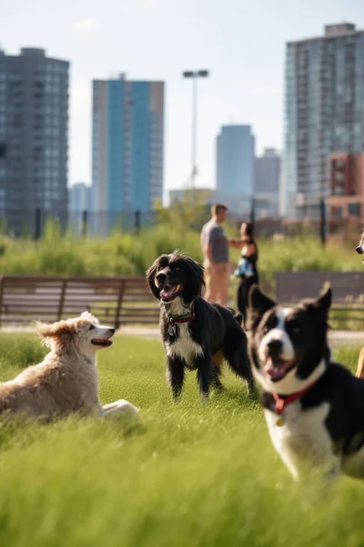 Dogs having a blast in a city dog park