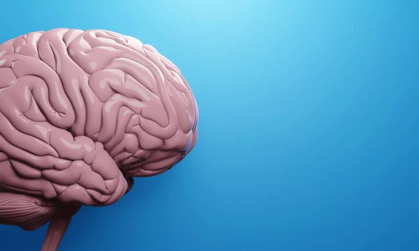 Mózg Ludzkiej Opieki Zdrowotnej Ilustracji Renderowania Uzdrowienie Mózg Ludzkiej Opieki — Zdjęcie stockowe