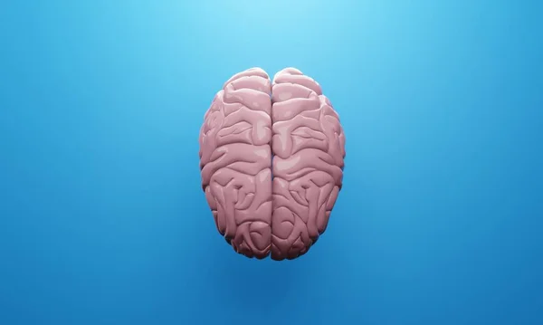 Cervello Del Rendering Dell Illustrazione Sanitaria Umana Cervello Heal3D Del — Foto Stock