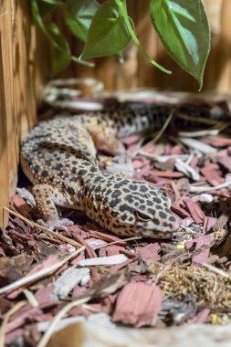 Leopar kertenkele, Eublepharis macularius. Yakın çekim..