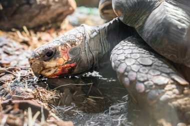 Doğada kırmızı ayaklı kaplumbağa. Kızıl ayaklı kaplumbağa (Chelonoidis carbonarius), Güney Amerika 'da yaşayan bir kaplumbağa türüdür..