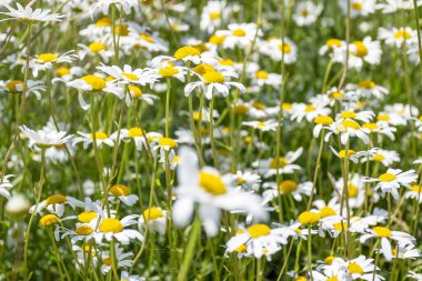 Field of daisies.White camomilles. Nature.  Summer flowers.