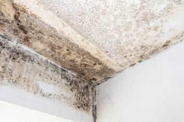 Tavanda küf mantarı ve ev sahipleri için sağlık sorunları yaratan oda duvarları. Küfler, tavanlar, duvarlar ve nemli katlar dahil her türlü organik maddeyle gelişebilir..