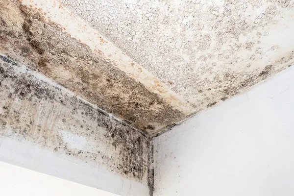 Mold fungus on ceiling and wall of roomcreating health problems for the home owners. Molds can thrive on any organic matter including ceilings, walls and floors of homes with moisture.