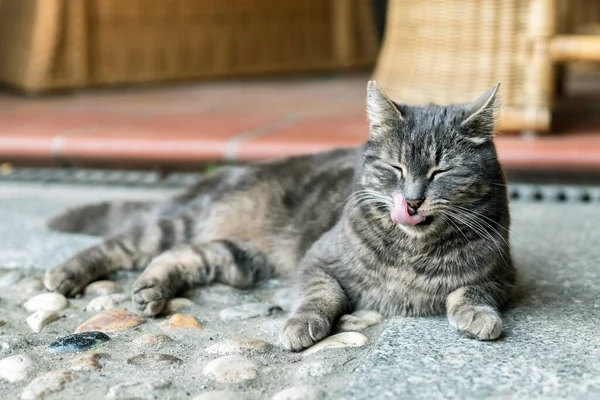 Cute cat is cleaning itself relaxing in a country house in outdoors.