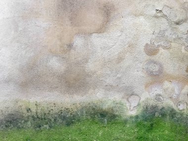 Duvar nem, küf ve yosun yüzünden hasar görmüş. Kötü yaşam koşulları. Yüksek nem sorunu, mantarla mücadele..