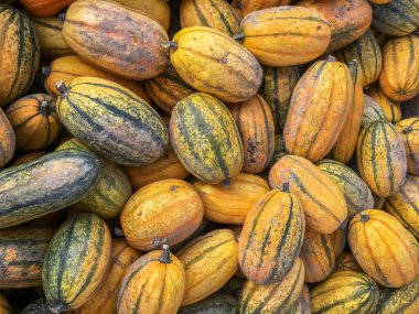 Farklı renkte balkabağı koleksiyonu. Sonbahar hasadı. Cadılar Bayramı. Doğa ve refah..